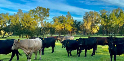 Florida Cattle Ranchers