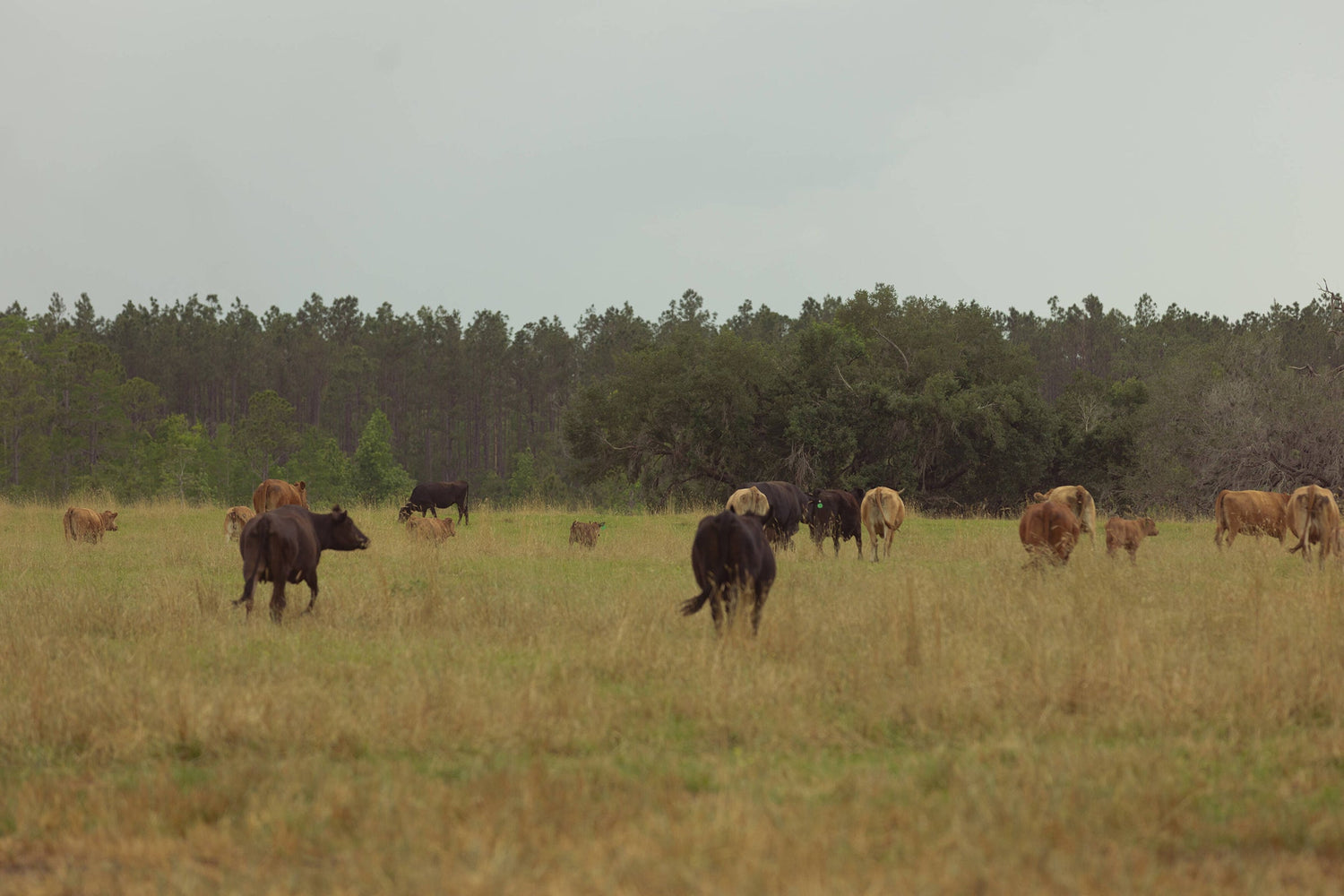 Taste the Benefits – Shop Wagyu Today